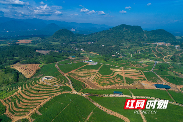 宜章县:莽山红茶 红满天下_精准扶贫_郴州站