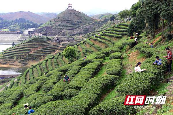 金秋十月,耒阳江头生态农业3000多亩茶园风景如画.