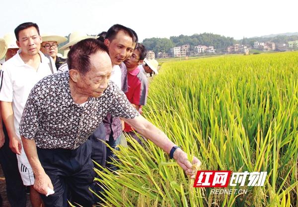 "杂交水稻之父"袁隆平院士视察隆回超级稻高产攻关项目示范基地.