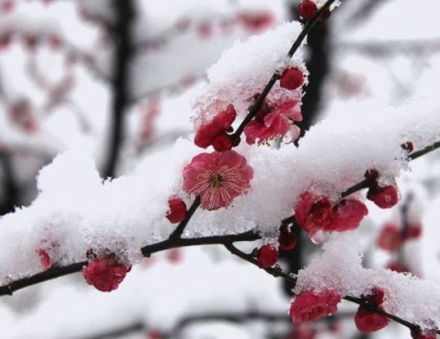 和一片洁白素净里的梅花香 高堂明镜悲白发 朝如青丝暮成雪 大雪的