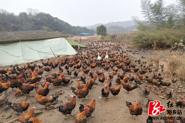 栗山镇大型养鸡场