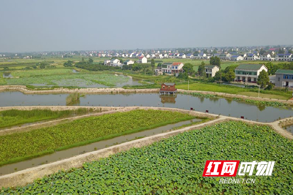 望城区乔口镇盘龙岭村的"荷花"立体种植养殖方式获得市场认可.