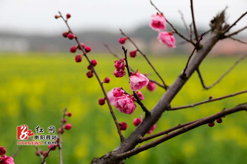 衡阳县梅花绽放春意浓