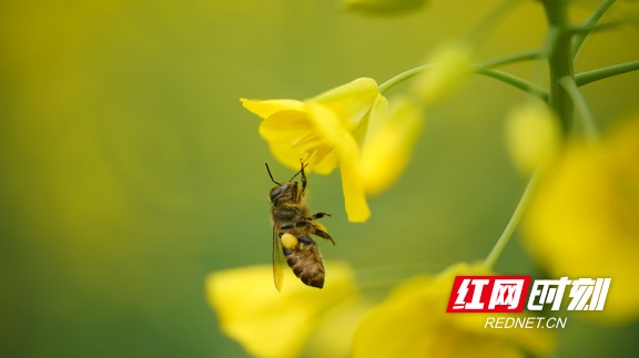 惊蛰丨油菜花开 蜜蜂采蜜忙