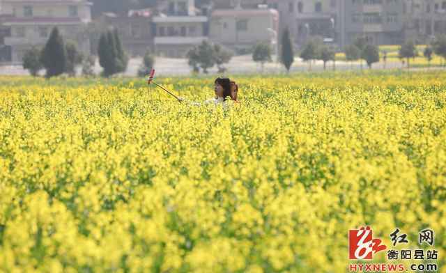 游客在湖南省衡阳县库宗桥镇华山村的油菜花田里拍照留影.jpg