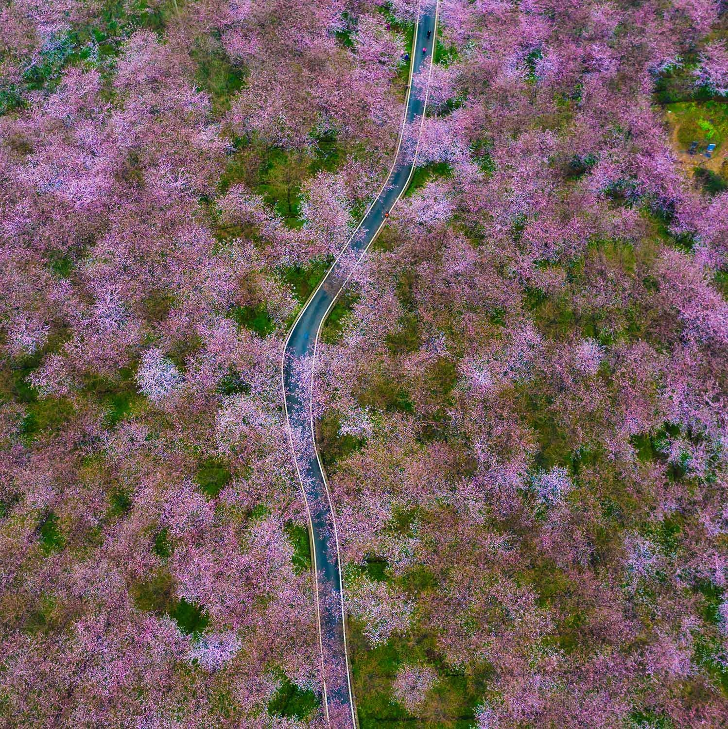 公路从花海穿行而过,一路繁花相伴.