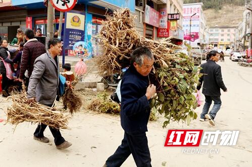 隆回:瑶汉村民抢种"幸福花"