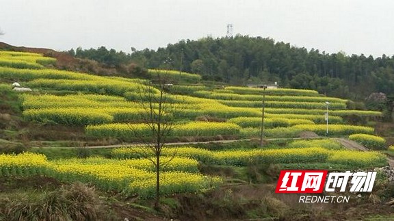 邵阳县金水村产业帮扶拔穷根