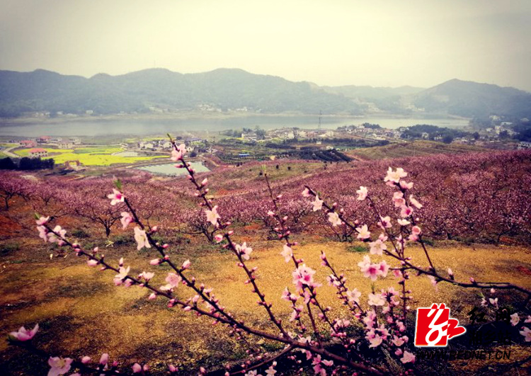 十里桃林共享春色湘乡市第三届桃花节盛大开幕