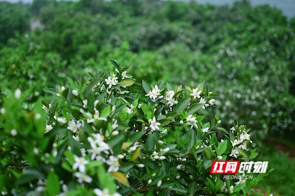 组图 盛放的橙花 她在林间写满"清白"_旅游_怀化站