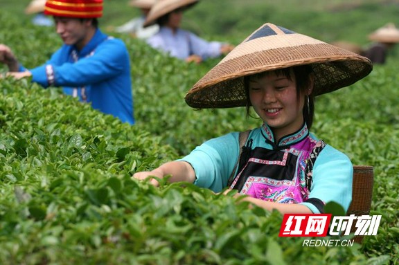 采摘古丈茶.