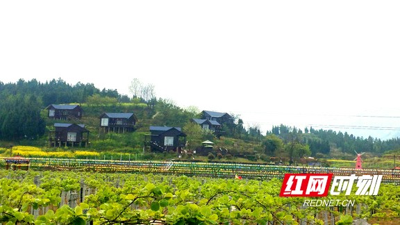 泸溪马王溪:花海映新村 客来画中游