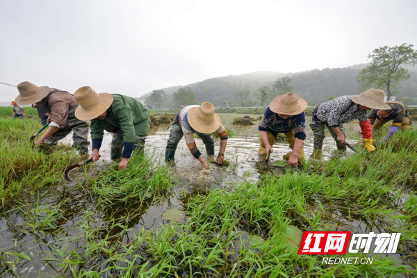 正是南方农业生产的繁忙时节,村民在田地里劳作.