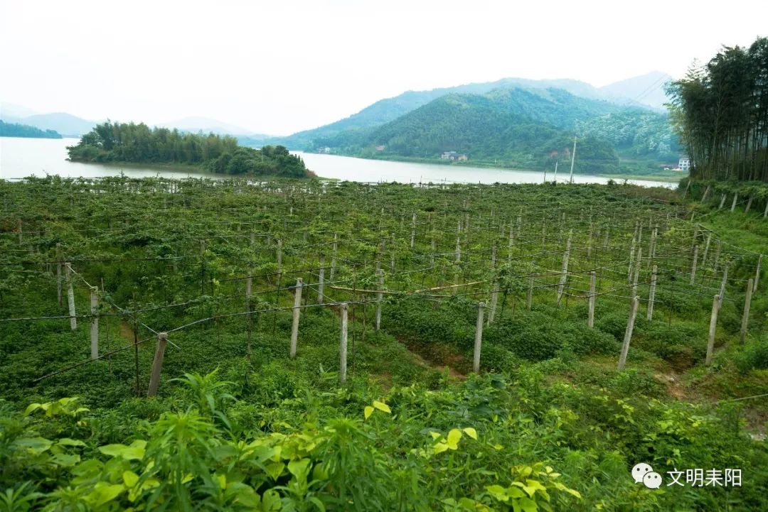 (依山傍水的八月瓜种植基地)