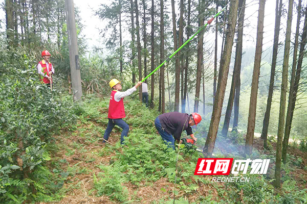 国网常宁供电公司洋泉供电所开展"架空配电线路通道治理百日攻坚战".