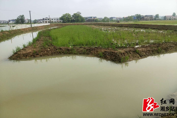 潭市镇:发展特色农业 助力乡村振兴 红网湘乡站