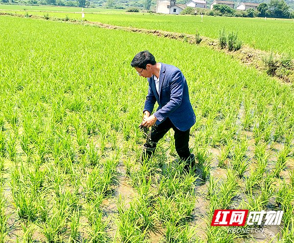 王文斌在田间除草.