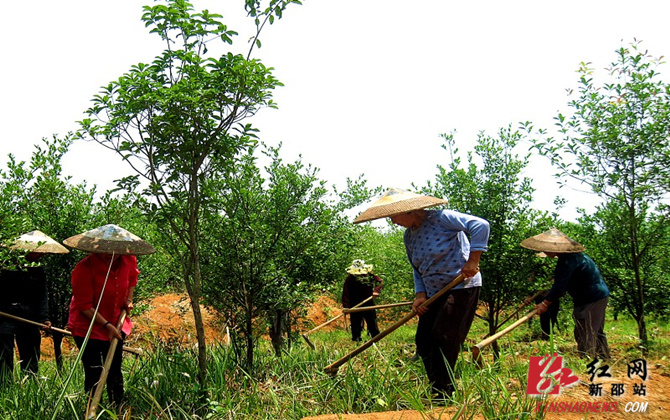 图为江村油茶种植示范基地村民除草劳作场景一角