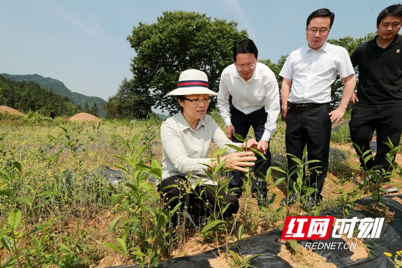 24日,龙晓华一行到永顺县芙蓉镇湘西老爹生物有限公司调研.