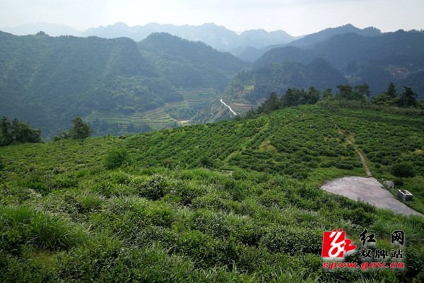 双牌县组团赴古丈,城步等地考察茶叶产业