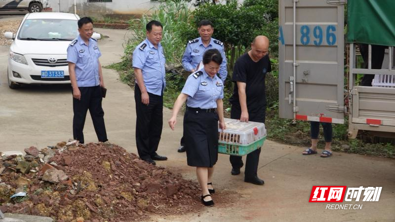 衡东县交警大队帮扶工作组将1000只鸡苗运送到自己的结对帮扶点大浦镇