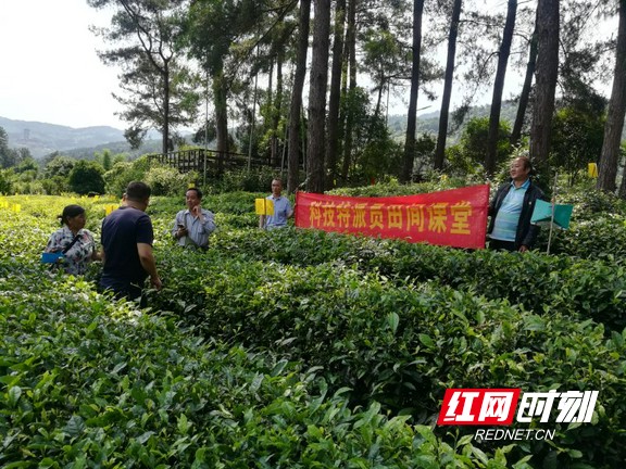 县市区 正文 5月30日至31日,中国扶贫基金会联合古丈县茶叶局在盘草村
