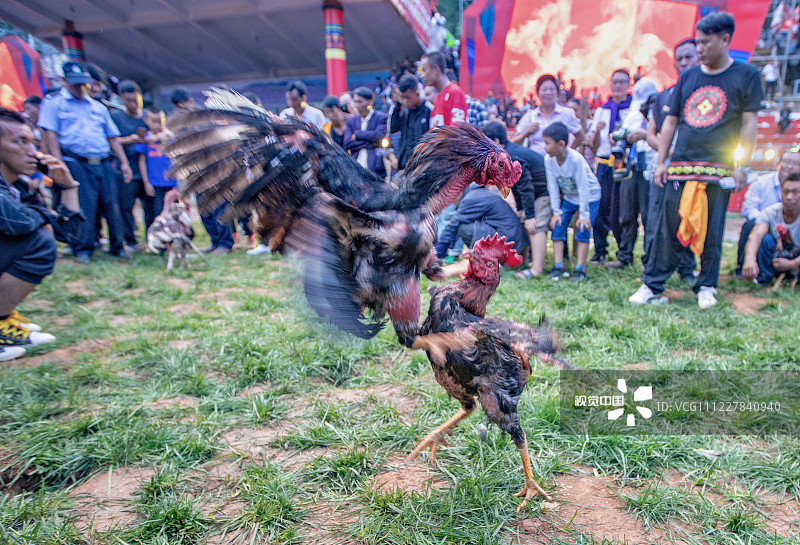 凉山彝族火把节斗鸡比赛精彩上演