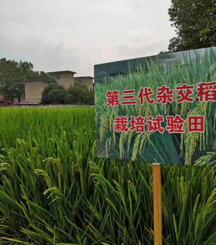 今天,袁隆平院士90岁了!他的梦想实现了吗