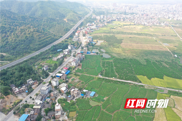 蓝山:丰收的田野