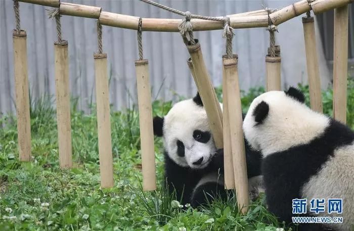 2019大熊猫最新数据发布:全球圈养大熊猫数量达600只