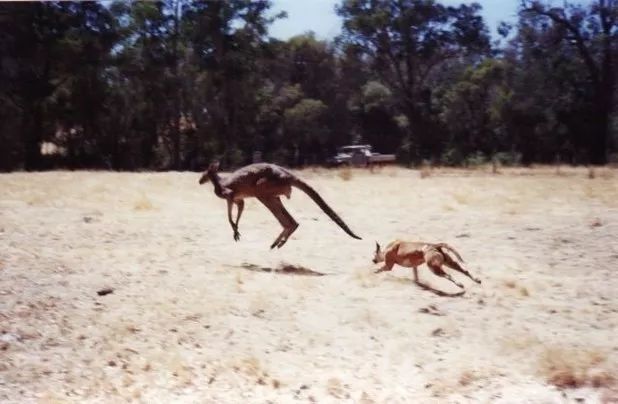 澳洲野狗猎袋鼠