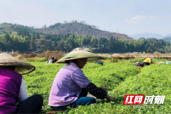 绥宁武阳镇:发展特色产业 增加农民收入