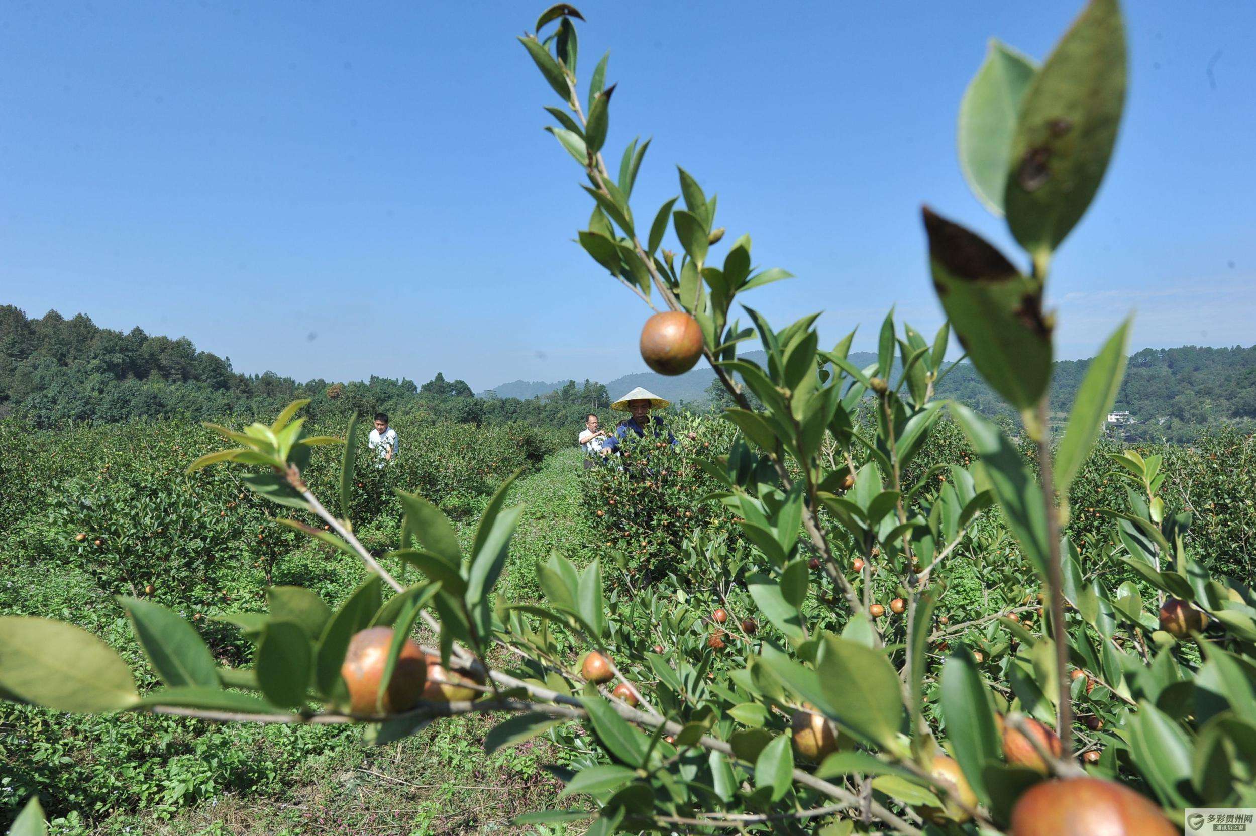 油茶树变成"摇钱树 贫困户奔上致富路