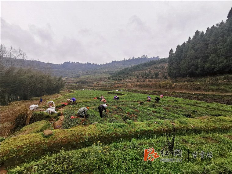 吉首市太平镇太平村茶园里忙碌的景象茶山里春意盎然,一片碧绿葱翠