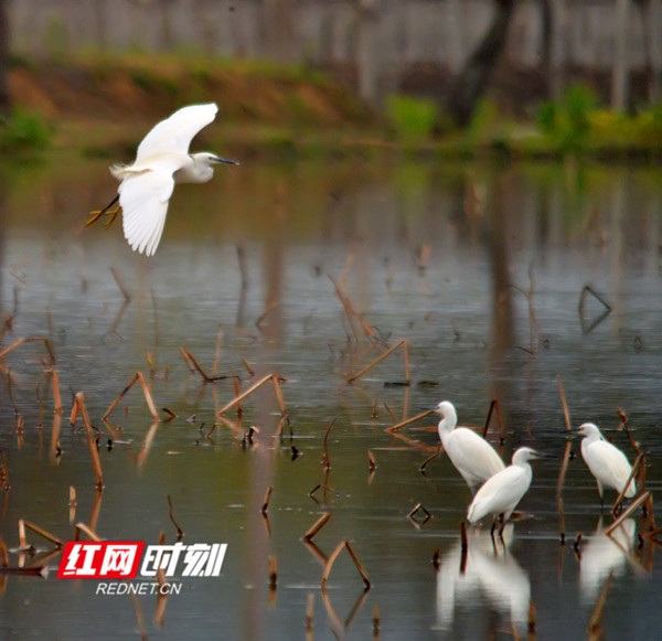 江永县永明河国家湿地公园沿河溪清泉洁,江水萦回,丘冈绵亘,峰峦玉立