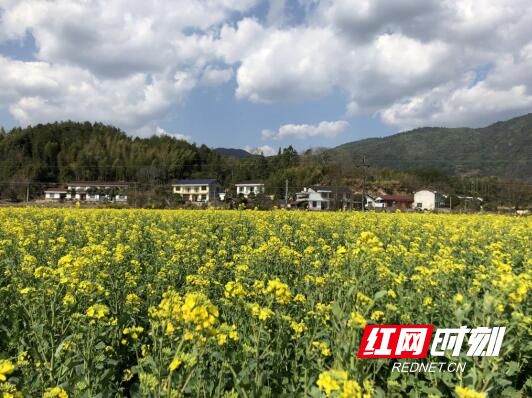 张亚岚/摄浏阳市金刚镇:走近看,一朵朵油菜花就像一位位小姑娘,金灿灿