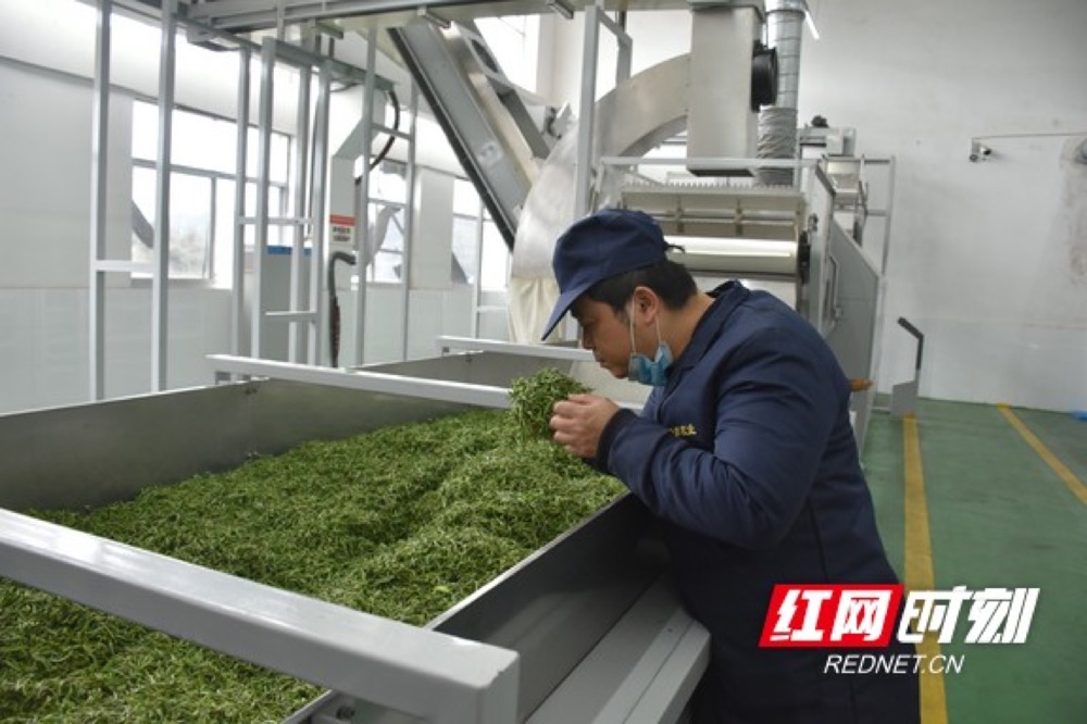 春茶开采 湘西州首条全自动茶叶加工生产线开始生产