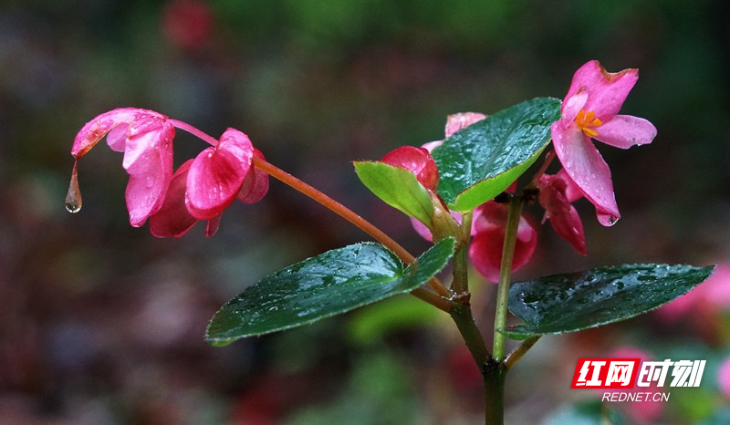 组图郴州三月雨中的花花世界