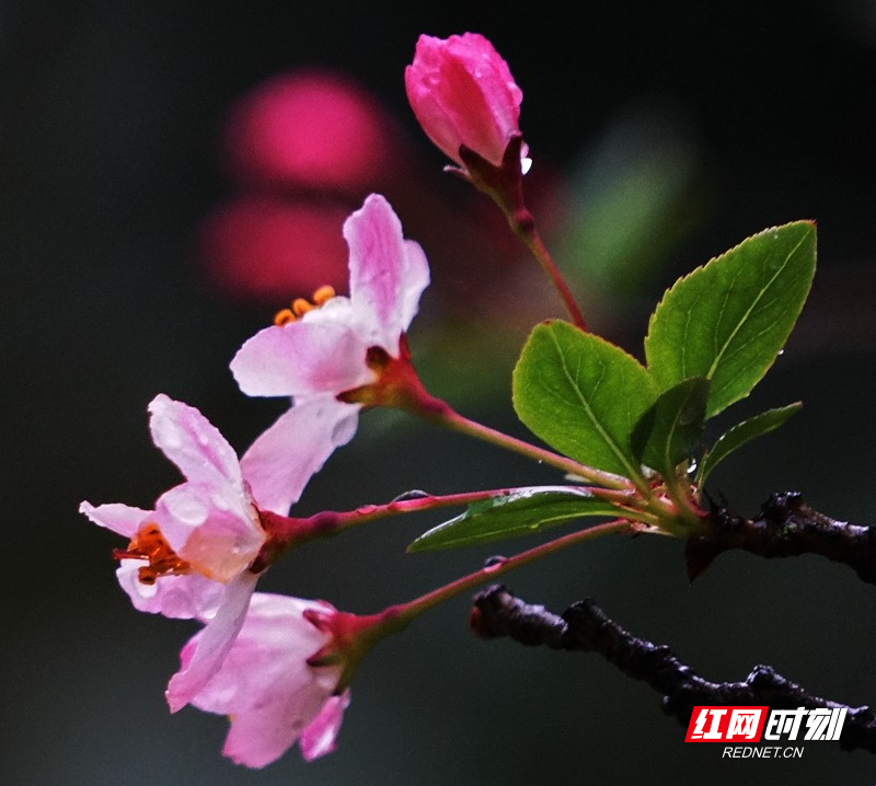 组图|郴州三月 雨中的"花花世界"