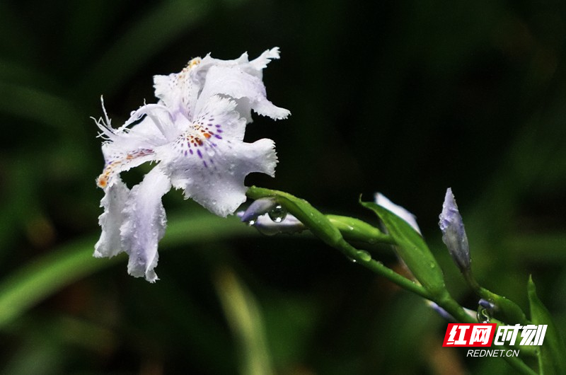 组图|郴州三月 雨中的"花花世界"