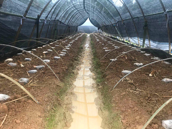 岳冲桥村的羊肚菌种植大棚