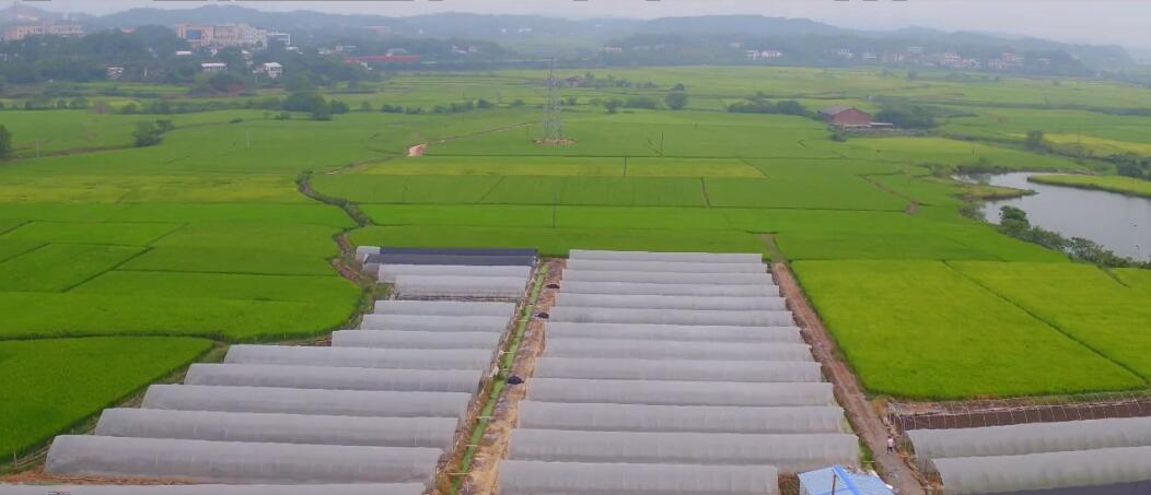 花香自引彩蝶来——姜畲镇易建河村创建"省级美丽乡村示范村"纪实