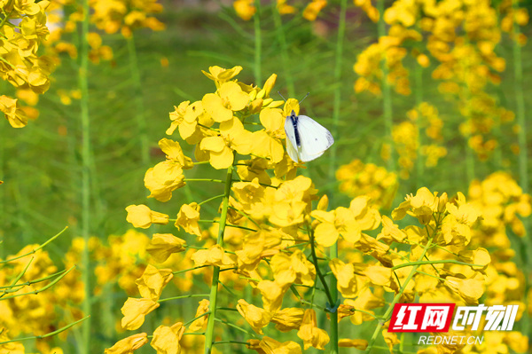 万花丛中,蝴蝶飞舞.