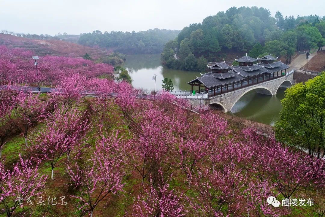 桃花开游客至醴陵首家a级景区开门纳客