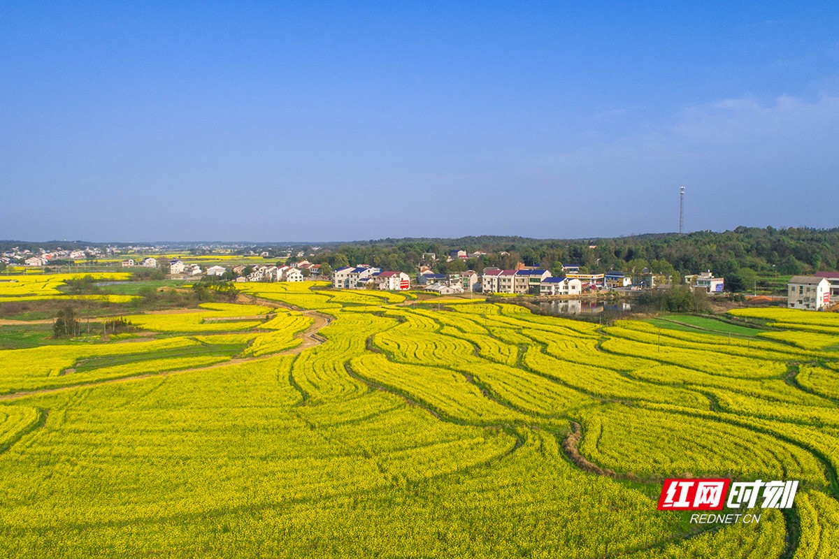 益时春光赫山满地金黄变黄金万亩油菜花绽放岳家桥