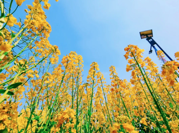 油菜花可以是白色橙色粉色上海崇明现彩色油菜花海