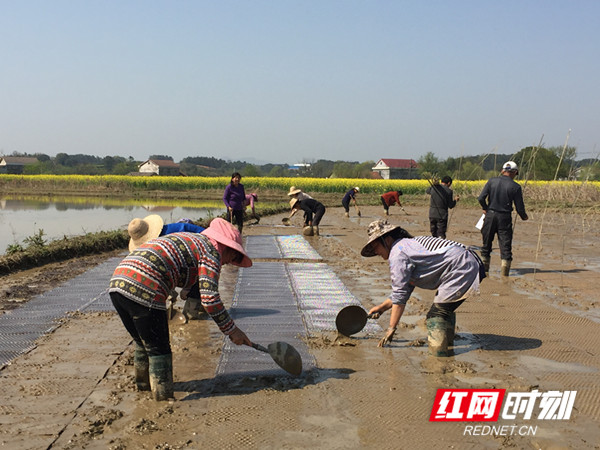 讯(通讯员 孙开国 杜兵 郭秀玲)明亮阳光下,满目春色中,铺软盘,撒稻种