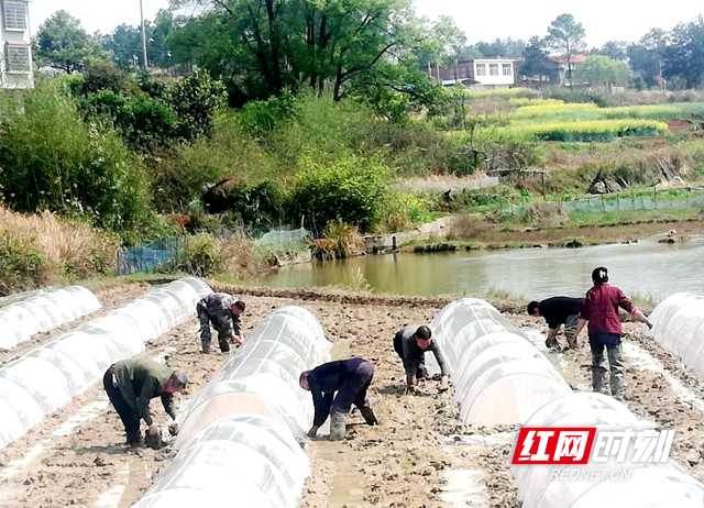 祁阳县梅溪镇杨华村农户迎着朝阳下田翻耕土地.