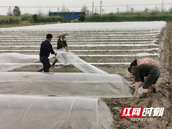南县茅草街镇牵住早稻生产的牛鼻子带动贫困户增收致富