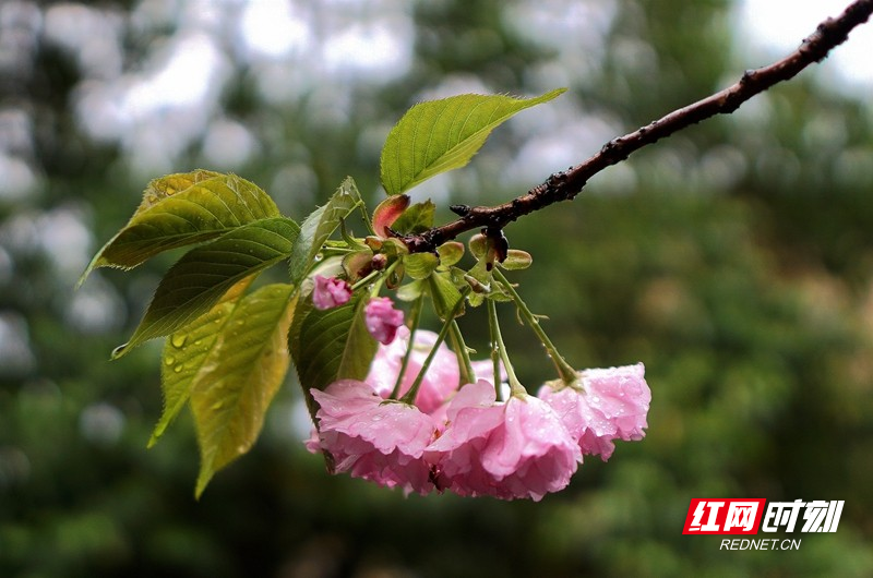 郴州雨后北湖公园的樱花含羞